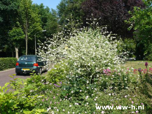 Crambe cordifolia